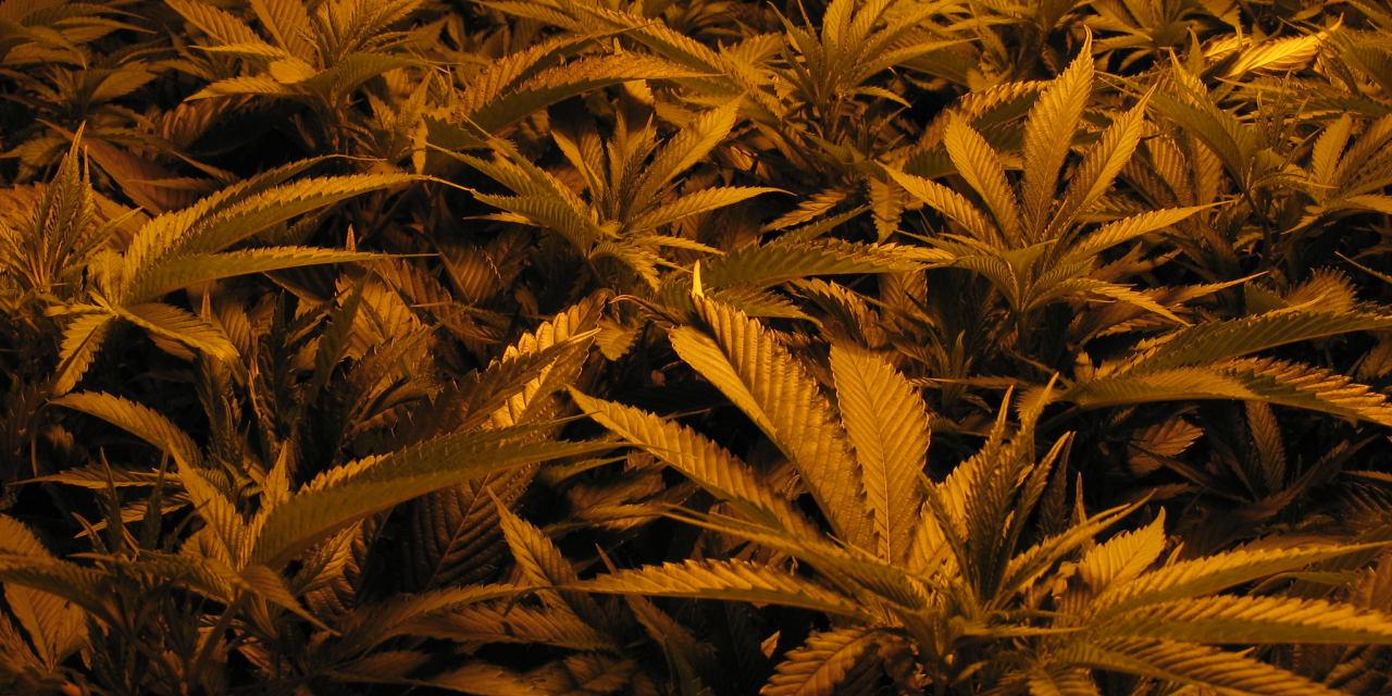 A snapshot of the Michigan Regulation and Taxation of Marijuana Act