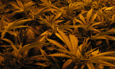 A snapshot of the Michigan Regulation and Taxation of Marijuana Act