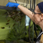 Feeding Frenzy: Watch the Belle Isle Aquarium’s Fish Get Fed